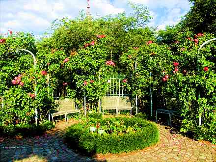 Klassische Musik im Rosengarten von Planten un Blomen
