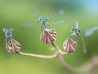 „Facettenreiche Insekten: Vielfalt - Gefährdung - Schutz"