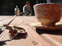 „Wer trinkt den Tee?“ — Eine Einführung in den Chan-Buddhismus mit Shifu Simplicity